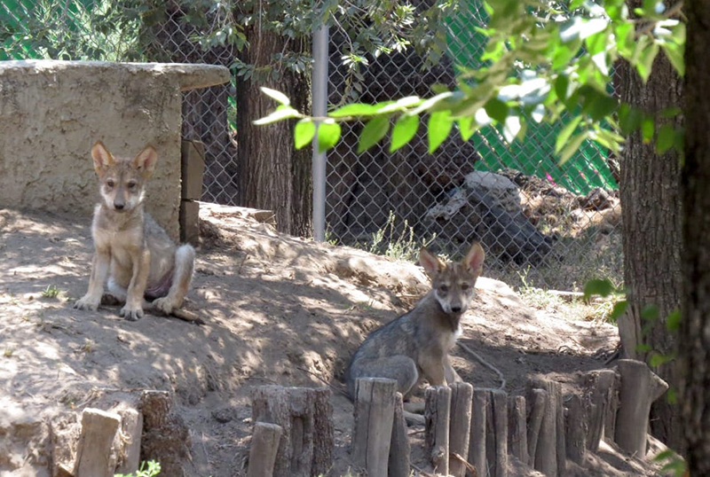Nombran Pakki y Nashoba a cachorros de lobo mexicano del Zoo de Aragón
