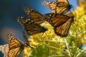 Los tres mejores santuarios mágicos para ver la mariposas monarca en México