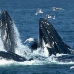 Comienza llegada de ballena gris a Reserva de la Biosfera El Vizcaíno