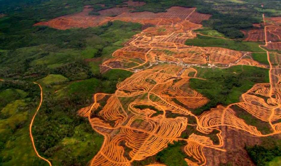 Deforestación en el Amazonas de Brasil crece sin control
