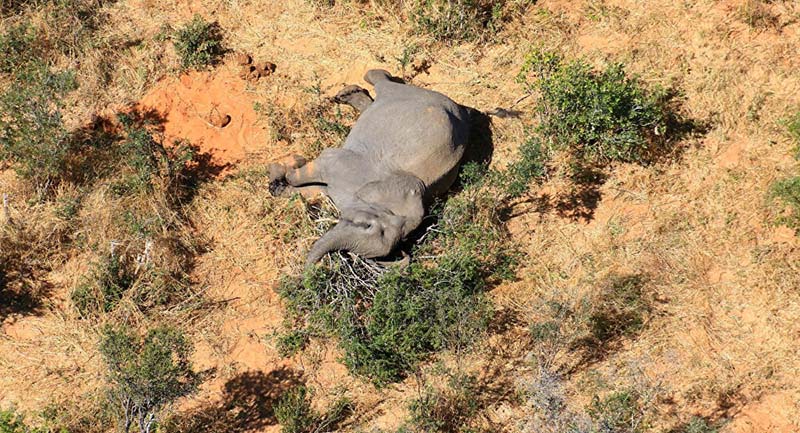 misteriosa muerte masiva de elefantes