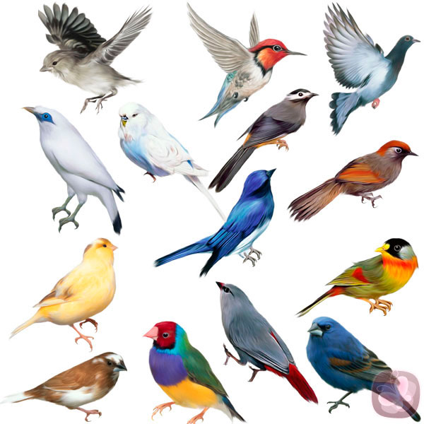 Oriental montaje Inspección Enciclopedia completa de las aves • Teorema Ambiental
