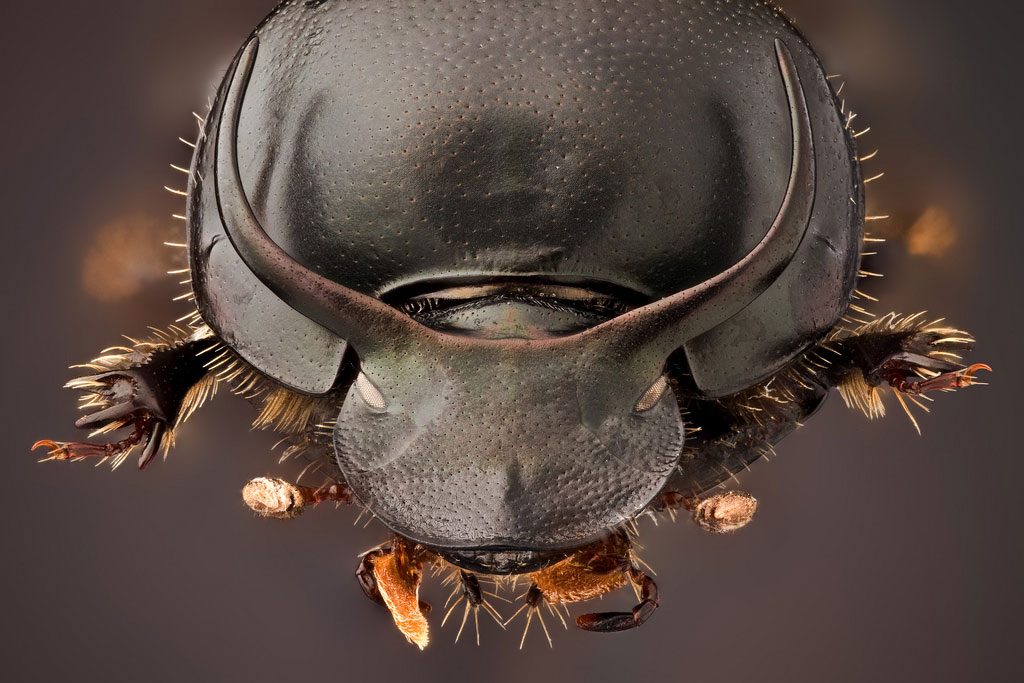 escarabajo-fuerte