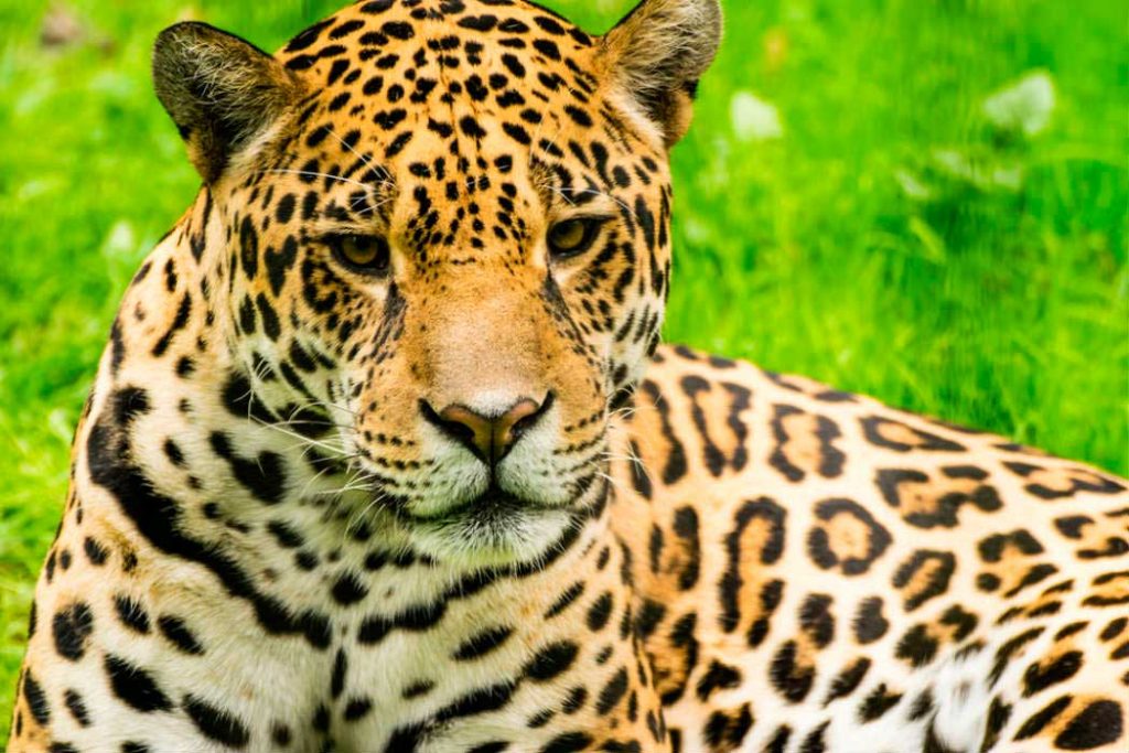 jaguar-masacre