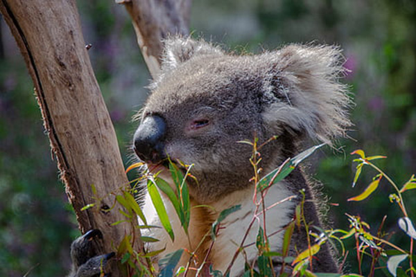 no habrá koalas