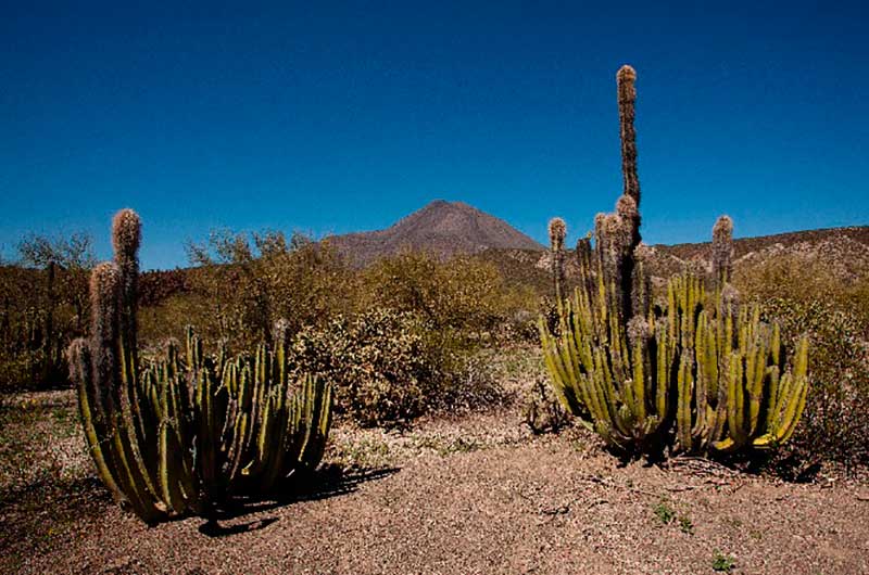 Desierto de Chihuahua, un oasis botánico • Teorema Ambiental