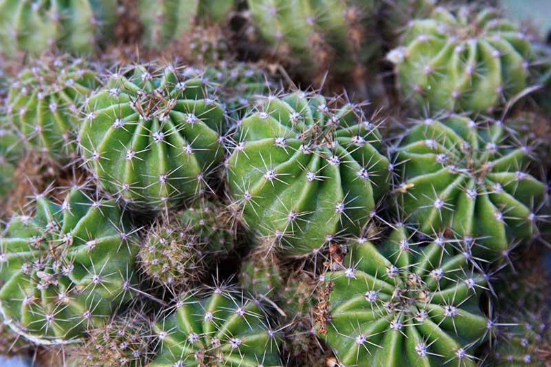 Desierto de Chihuahua, un oasis botánico • Teorema Ambiental