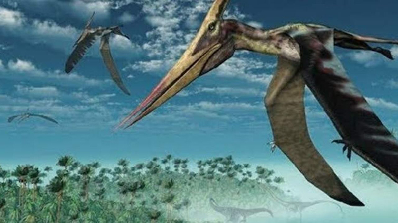 De nuevo en Coahuila, hallan fósiles de reptil volador no catalogado