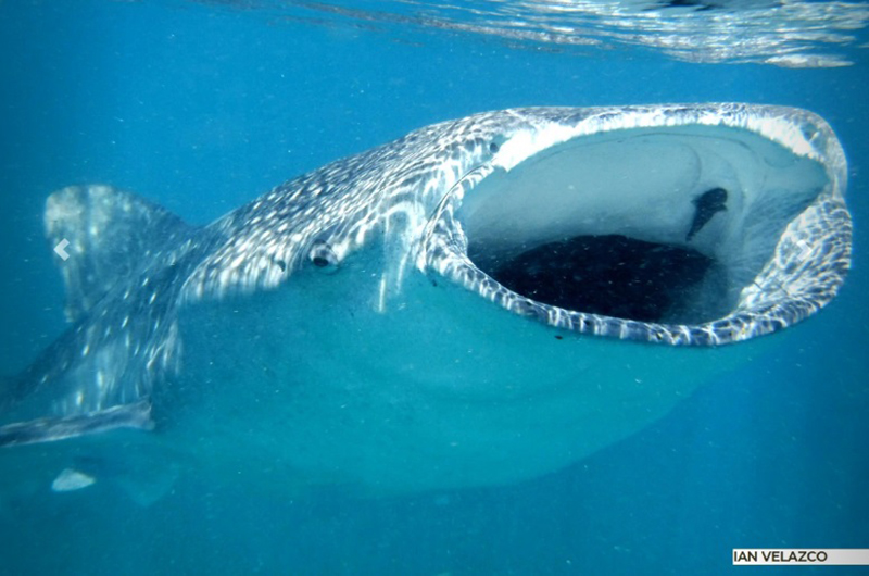 Inicia la temporada de tiburón ballena en Bahía de los Ángeles