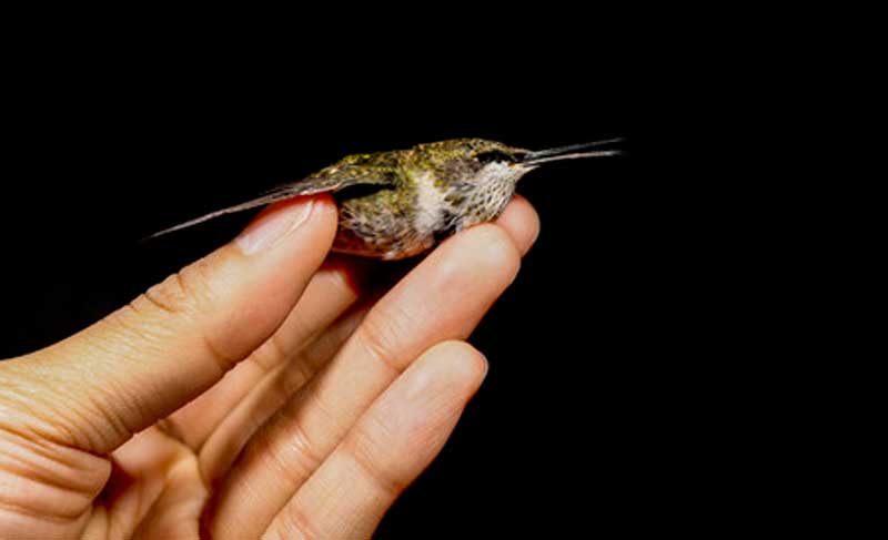 Los “amarres” de amor amenazan terminar con el colibrí