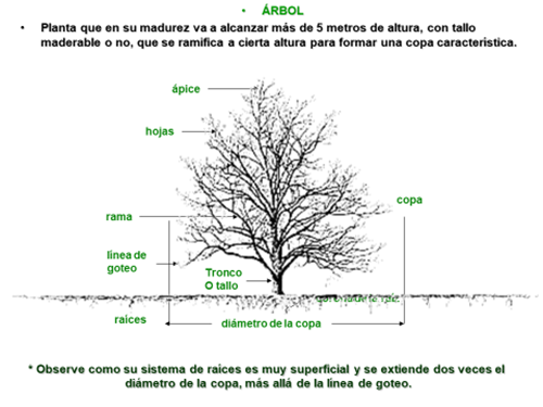 La vida y los árboles en el Día Mundial del Árbol • Teorema Ambiental