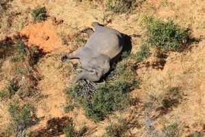 misteriosa muerte masiva de elefantes