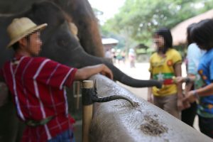 Bañar elefantes, nueva y traumática experiencia turística de maltrato