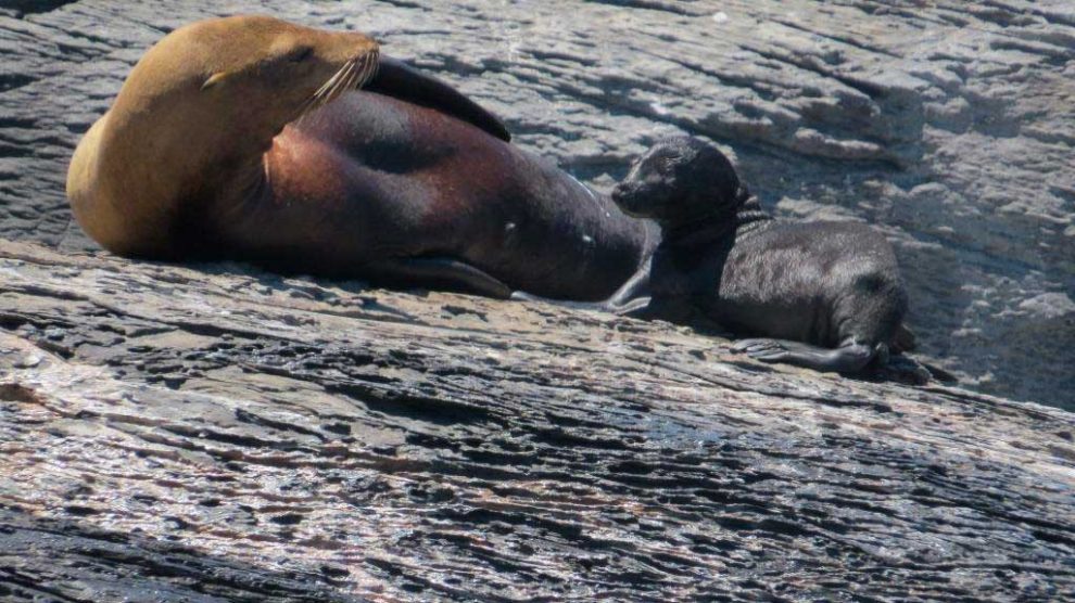 Registran el primer nacimiento de lobo marino en Bahía de Loreto