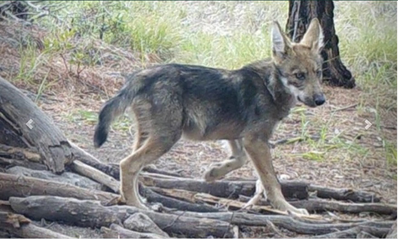 Conanp reporta nacimiento de lobos mexicanos en vida libre, en Chihuahua •  Teorema Ambiental