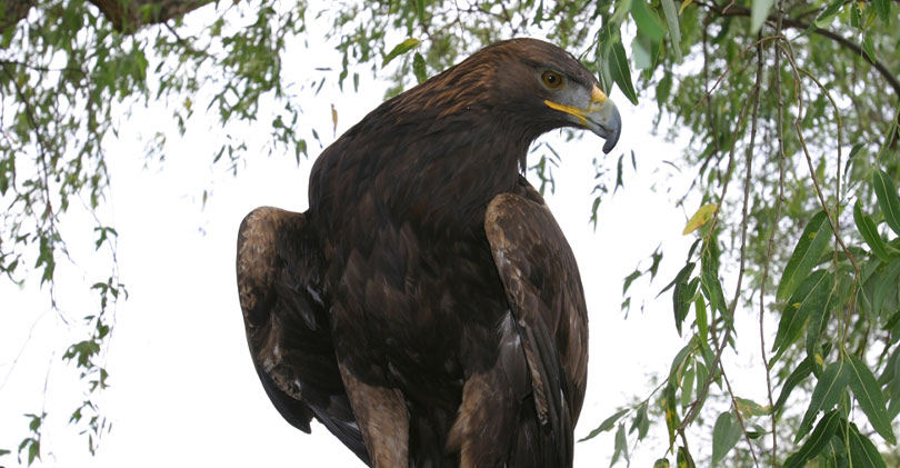 Aumenta el número de parejas reproductivas de águila real en México •  Teorema Ambiental