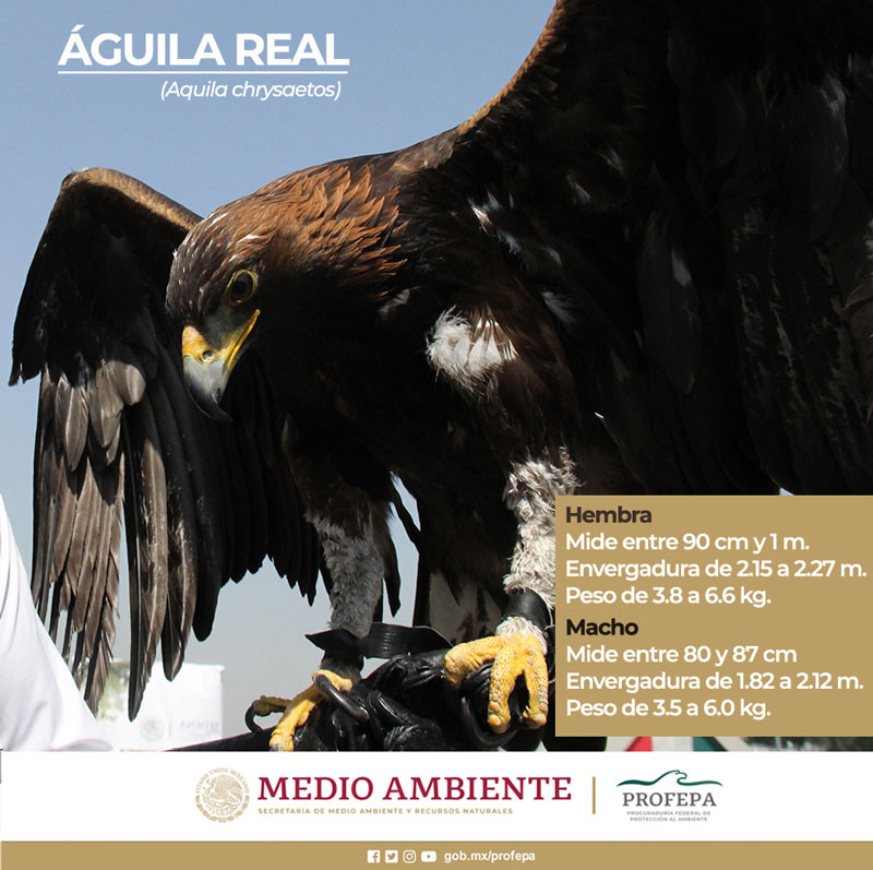 Águila real, especie emblemática de México • Teorema Ambiental