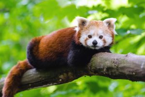 Científicos chinos confirman que existen dos especies de panda rojo