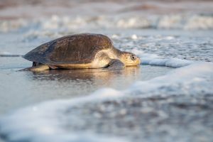 Comienza la liberación de tortugas en Puerto Vallarta